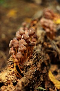 Food wood mushroom