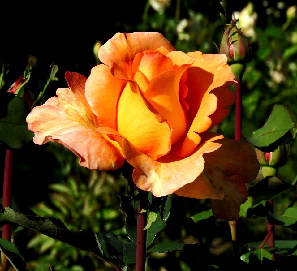 Rosa 'Louis de Funès' 04