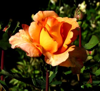 Rosa 'Louis de Funès' 04