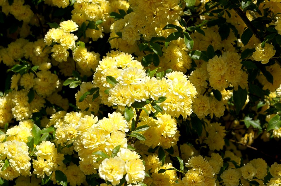Rosa banksiae var. banksiae Aiton