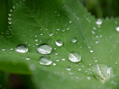 Plant leaves raindrop photo