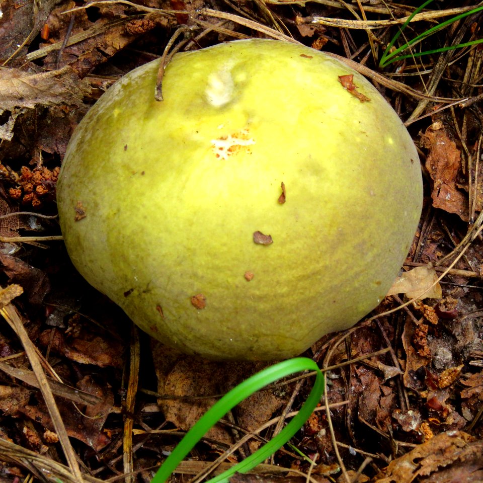 Russula aeruginea Moshchun1
