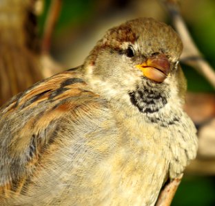Sparrow in Kiev5