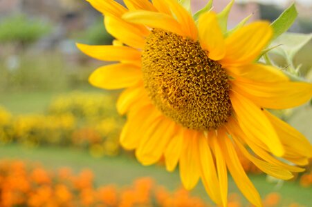 Yellow garden field