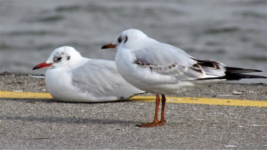Nature seagull marine