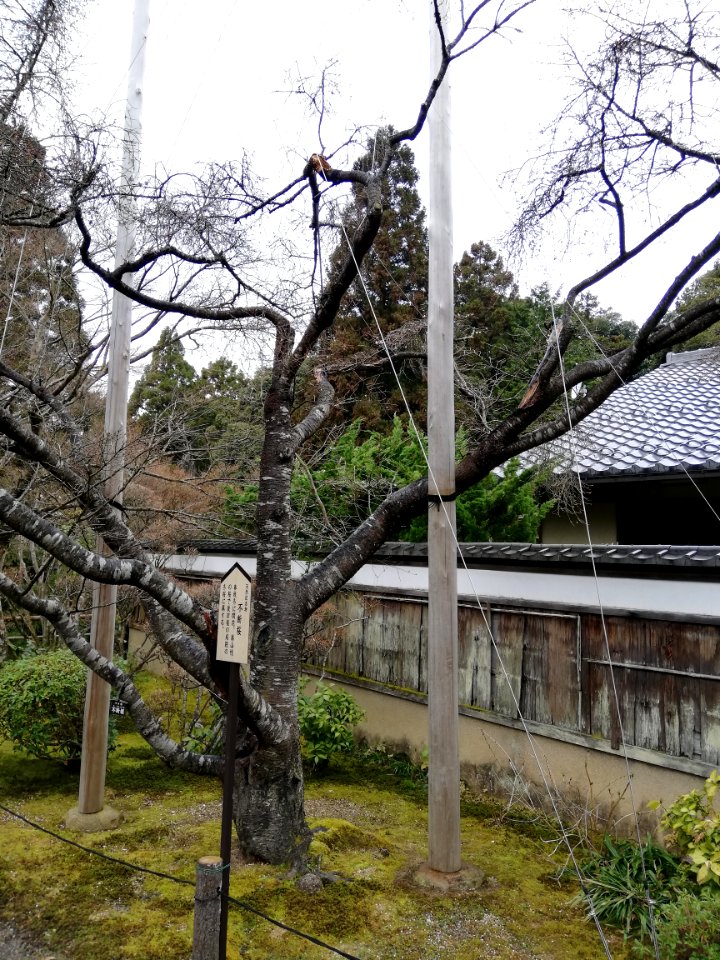 Ryūōzan Saimyō-ji Temple 20210305 04