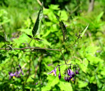 Solanum dulcamara Moshchun2