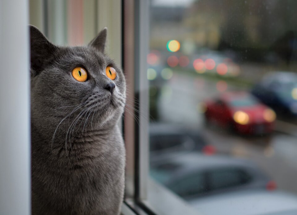 Pet cute window