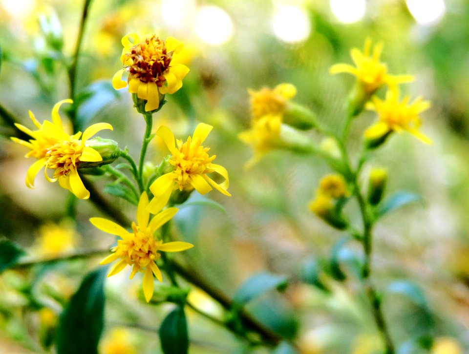 Solidago virgaurea Kiev1
