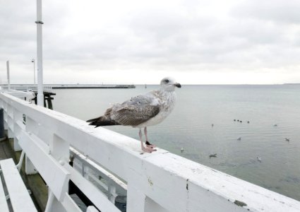 Sopot pier 9