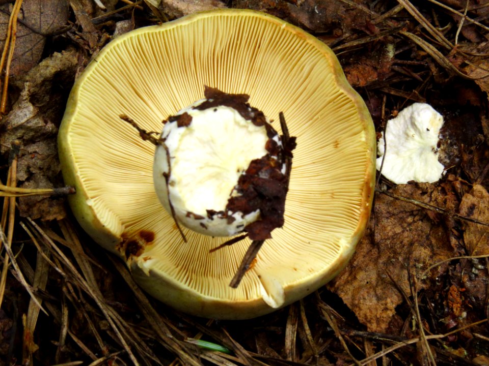 Russula aeruginea Moshchun2