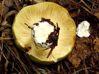 Russula aeruginea Moshchun2