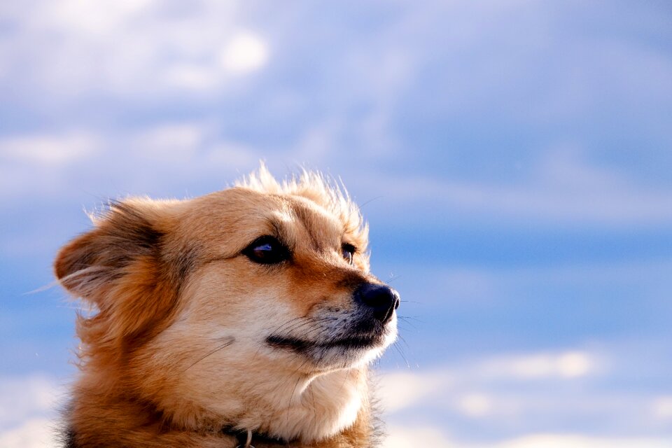 Mammal pet portrait