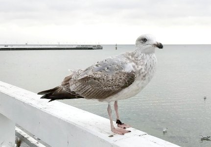 Sopot pier 10