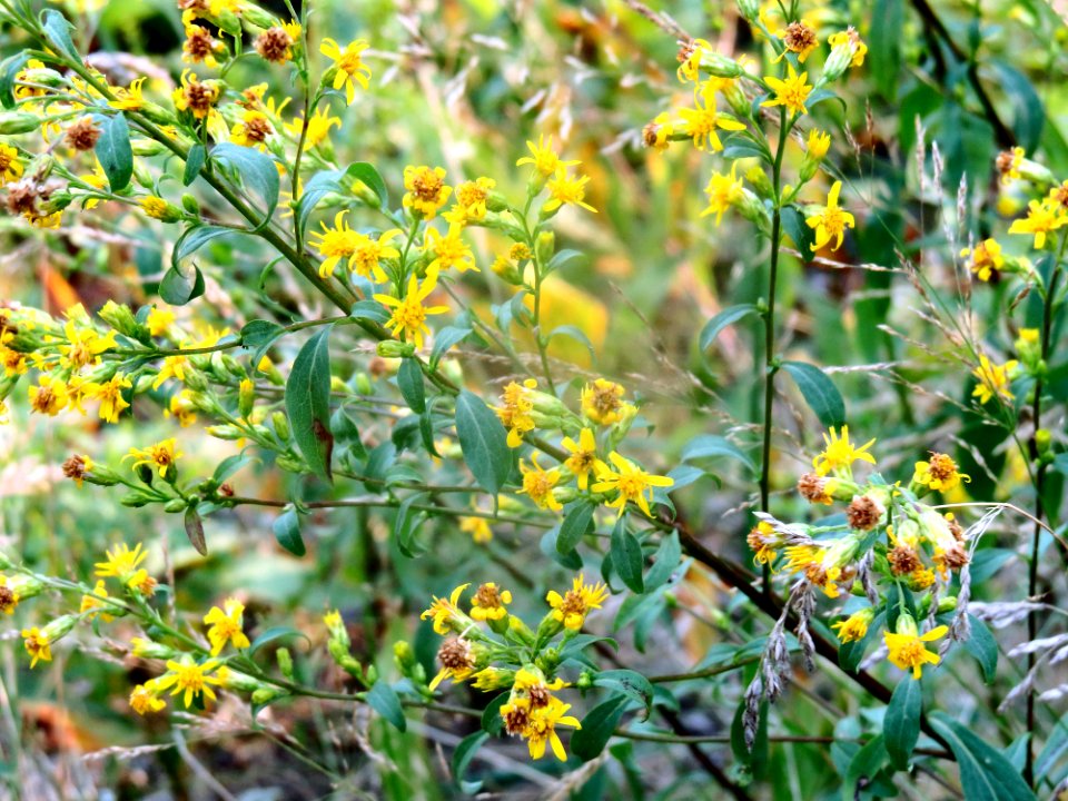 Solidago virgaurea Kiev2