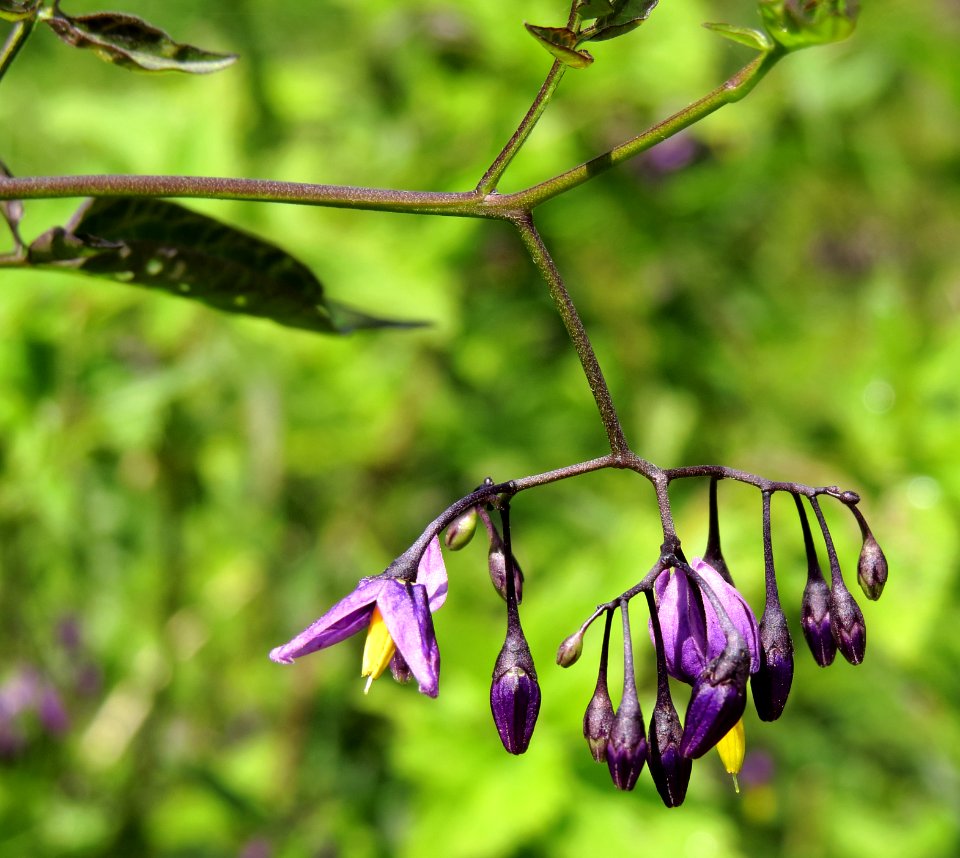 Solanum dulcamara Moshchun1