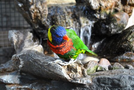 Parrot lorikeet rainbow