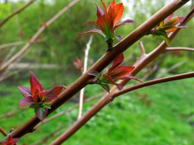 Spiraea bella Fomin4