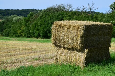 Agriculture summer straw bales