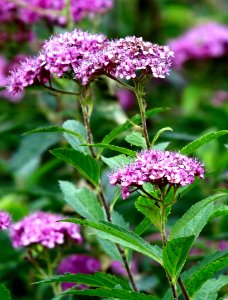 Spiraea japonica Alpina2