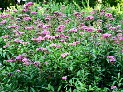 Spiraea japonica Alpina1