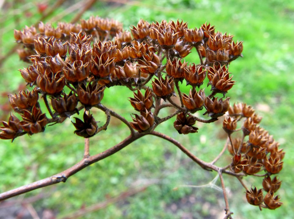 Spiraea bella Fomin3