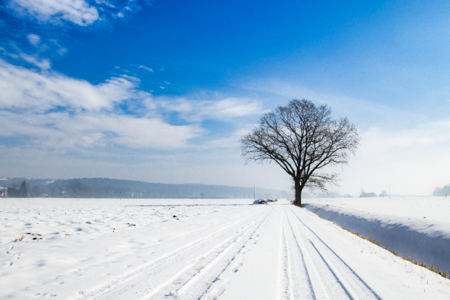 Nature sky tree photo