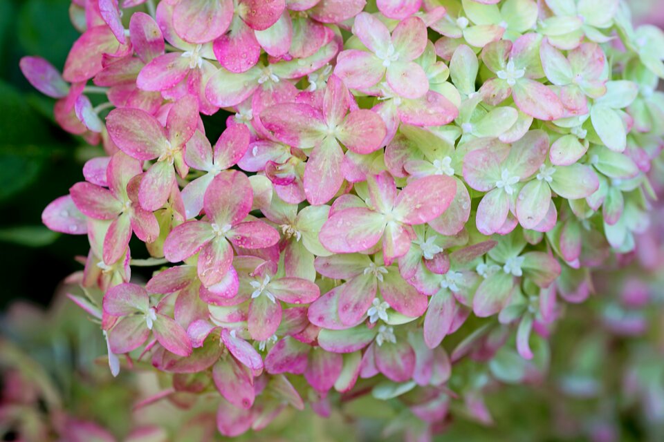 Floral nature summer