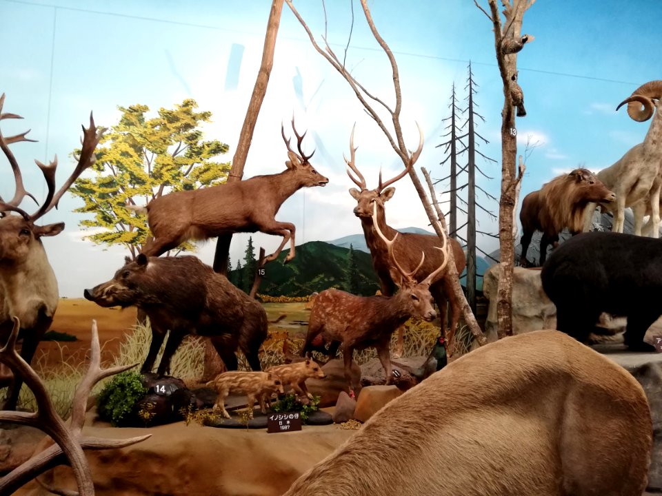 Shiga Safari Museum 20201115 10