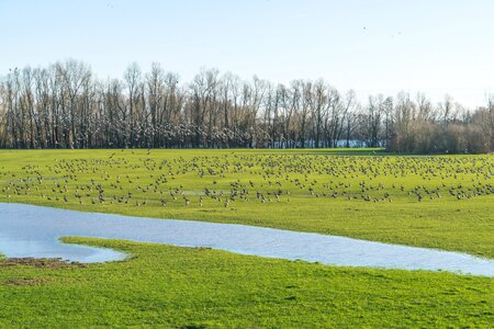 Panorama agriculture wild geese