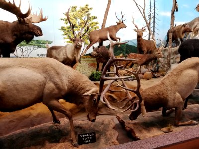 Shiga Safari Museum 20201115 08