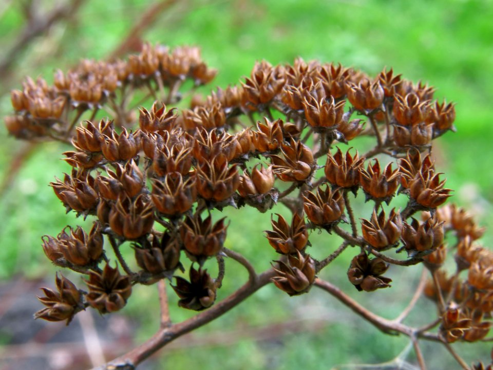 Spiraea bella Fomin2