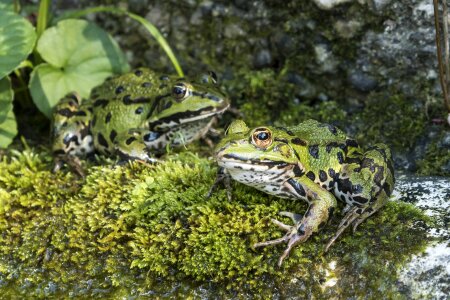 Animal frog amphibian
