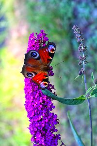 Kid stories butterfly bush summer