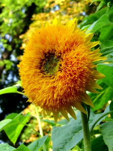 Shevchenko park Kyiv sunflower2