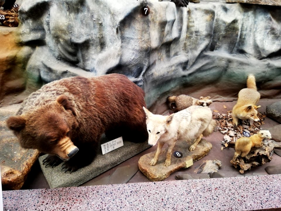 Shiga Safari Museum 20201115 13