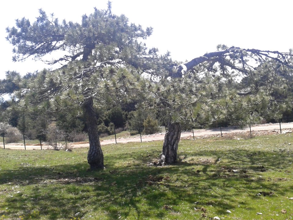Spil Dağı Milli Parkı - 09