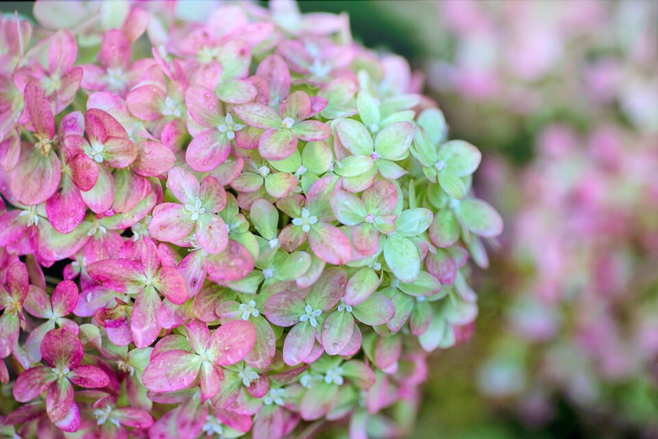 Floral nature summer