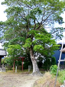 Shinmei Shrine (Kawashima Matsukuramachi) 20210529 03