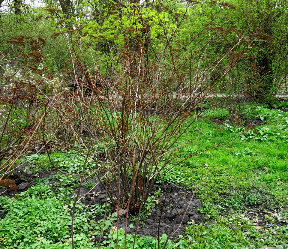 Spiraea bella Fomin1