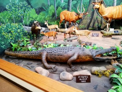 Shiga Safari Museum 20201115 55