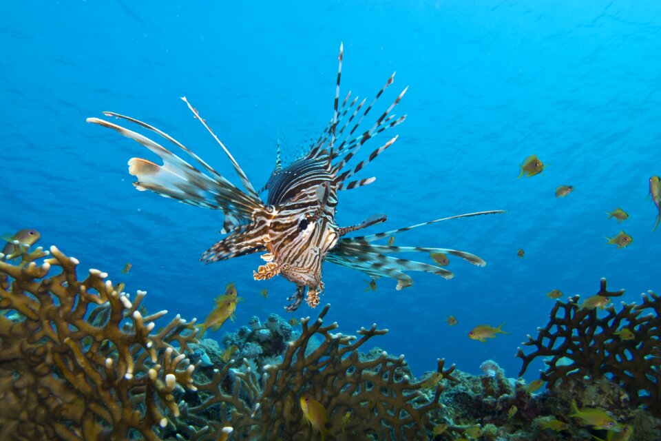 Sea coral water photo