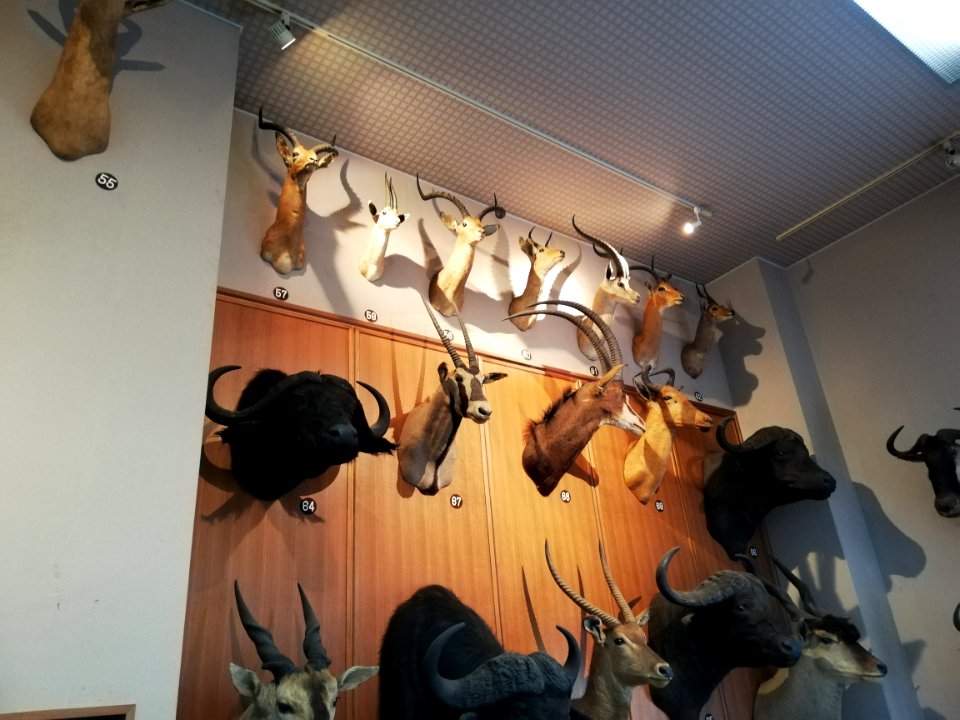 Shiga Safari Museum 20201115 41