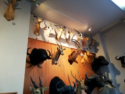 Shiga Safari Museum 20201115 41