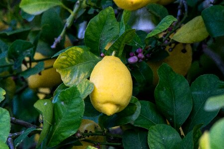 Nature plant limom