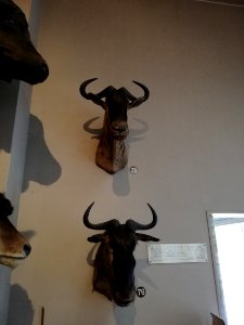 Shiga Safari Museum 20201115 43