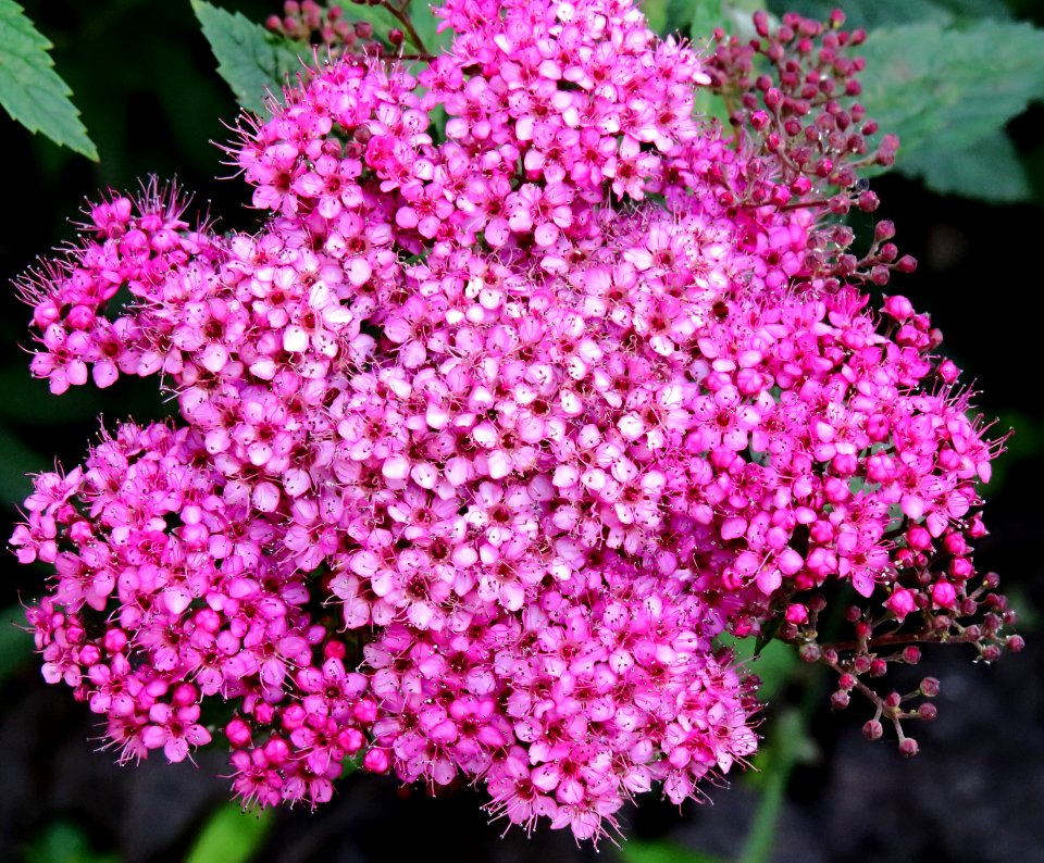Spiraea japonica Alpina3