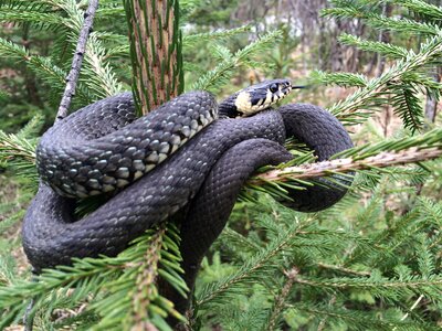 Animal world snake animal
