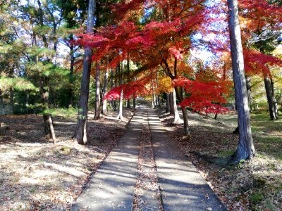 Shigaraki Palace Site (Dairino) 20201115 07