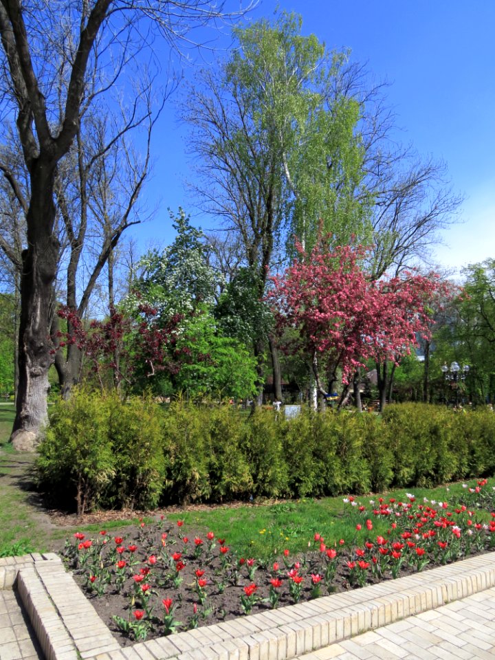 Shevchenko park Kiev15